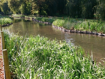 River Itchen in Winchester after our improvements