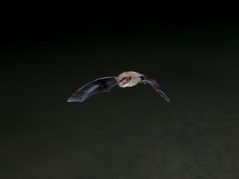 Daubenton's Bat © Dale Sutton 2020VISION