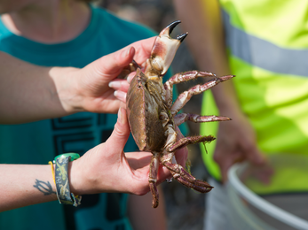 Edible crab © Matthew Roberts