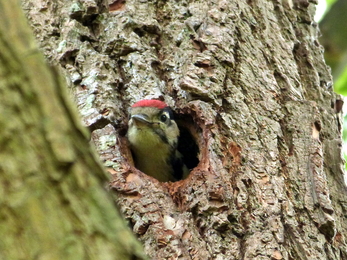 Lesser spotted woodpecker poking head out of hole in tree