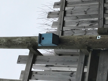 Blue painted bird box on wooden pole