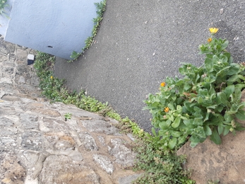 Plants coming out of nooks and crannies on cemented ground.