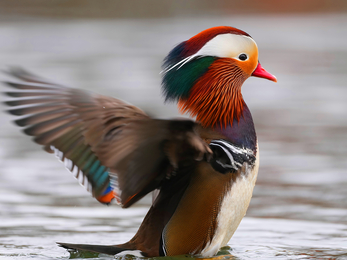 'In a Flap' - a Mandarin duck in Andover © Stephen Williams