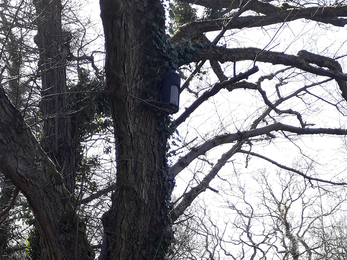 Bat box near Alresford © Graeme Sheppard/Hampshire Bat Group