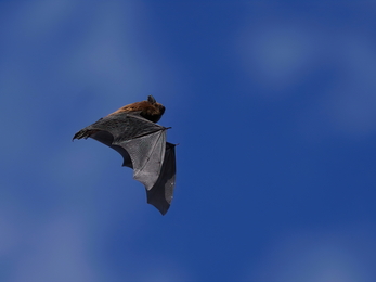Bat in Andover © Stephen Williams