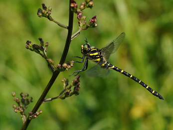 Golden ringed dragonfly © Stephen Williams