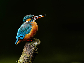 Kingfisher in Longparish © Stephen Williams