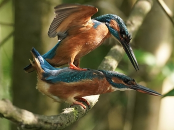 Kingfishers mating in Longparish © Stephen Williams