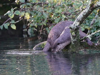 Otter scent marking in Andover © Stephen Williams