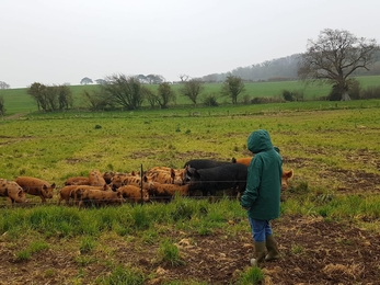 Jess and pigs at Nunwell, Isle of Wight. 