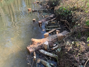 Log berm for the Romsey Barge Canal restoration