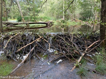 The beaver enclosure established in 2019 in Cropton Forest located on the upstream tributary Sutherland Beck.