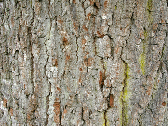 Oak tree bark © Darin Smith