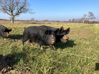 Two black pigs in green field with blue sky.