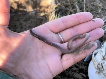 Earthworm in hand 