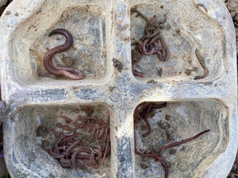 Earthworms in four part container