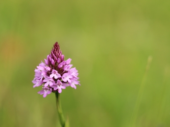 Purple pyramidal orchid and green background 