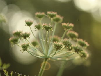 Umbellifer plant - green stems and thistle like tops 