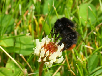 Red tailed bumblebee