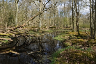 Bartley Heath Pond by Jonathan Oakley