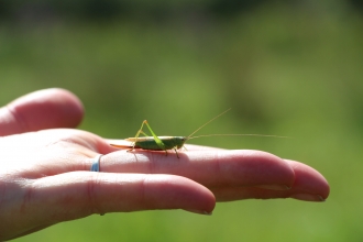 Cricket in the hand at St Cross meadow nature reserve