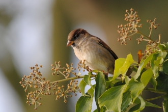 House sparrow in ivy