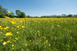 Meadow at Winnall Moors