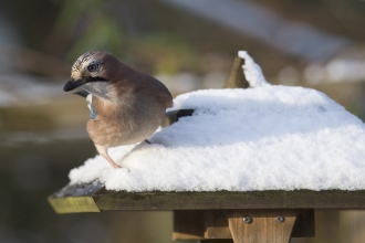 Jay on a bird table in the snow