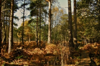 Baddesley Common, by Steve Page