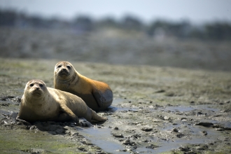 Common seals in Chichester Harbour 