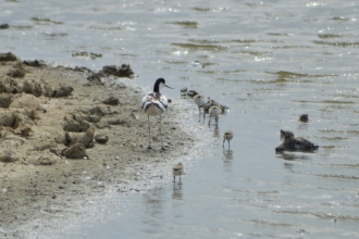Avocets breeding at Farlington Marshes for the first time