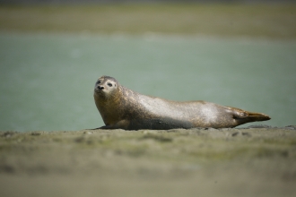 Harbour seal