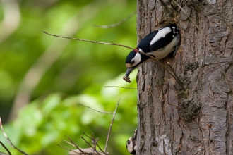 Great spotted woodpecker © David Kilbey