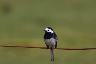 Pied wagtail on a fence