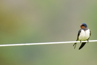Swallow on line