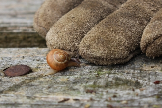 Banded snail and garden glove