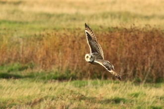 Short-eared owl at Farlington Marshes 