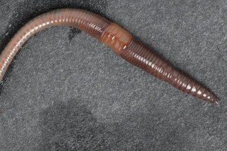 Lumbricus castaneus - an epigeic earthworm