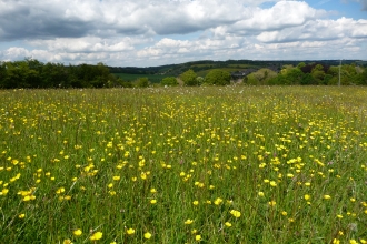 Treloar Meadow near Alton