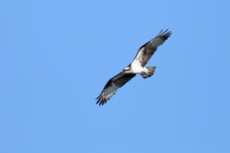 Osprey at Fishlake Meadows © Richard Jacobs