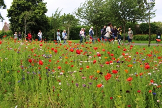 Wildflower meadow in an urban park