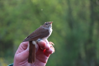 A nightingale held in the hand of a Hampshire & Isle of Wight team member during a numbers survey.