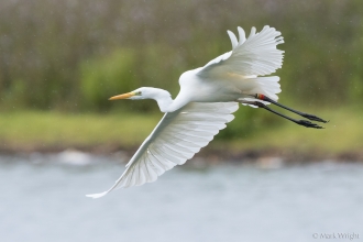 Walter,. great white egret, Blashford Lakes © MarkWright