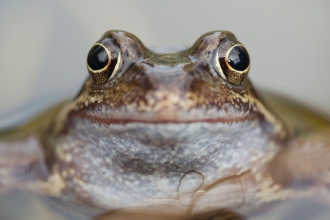 Frog © Mark Hamblin