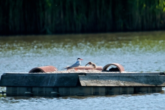 Common tern and chick on tern raft 