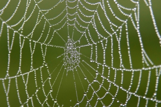 Spider Web,  ©Darin Smith