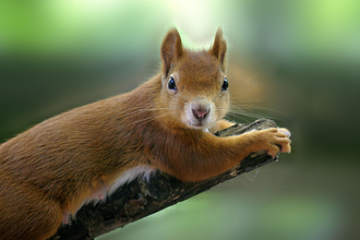 RS457_Red Squirrel 06-2 by Darin Smith