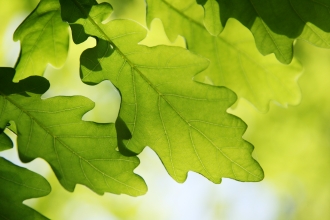 Oak Leaves © Jim Higham