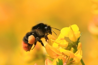 Bumblebee © Jon Hawkins / Surrey Hills Photography