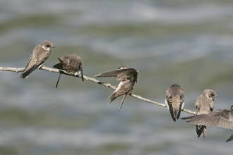 Sand martins © Mike Read www.mikeread.co.uk